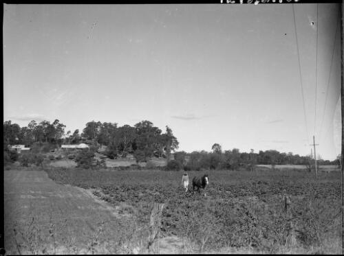 Man and a horse ploughing a field near Barrallier Crossing, Wollondilly River, New South Wales, ca. 1945 [picture] / E.W. Searle