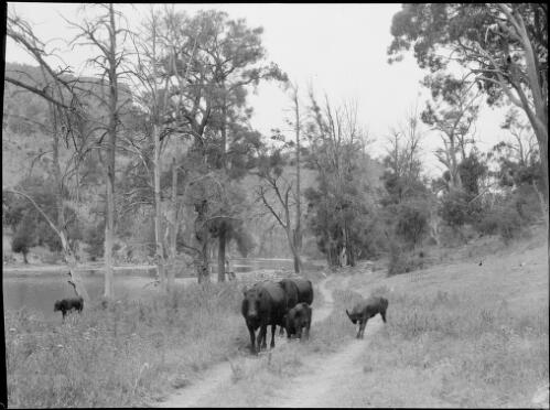 Cattle grazing beside the Wollondilly River, New South Wales, ca. 1945 [picture] / E.W. Searle