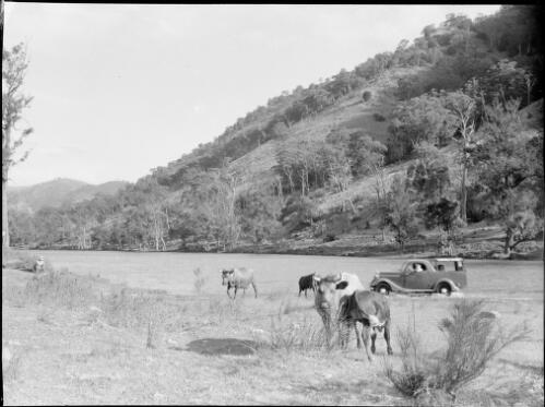 Cattle grazing with a utility crossing the Wollondilly River, New South Wales, ca. 1945 [picture] / E.W. Searle