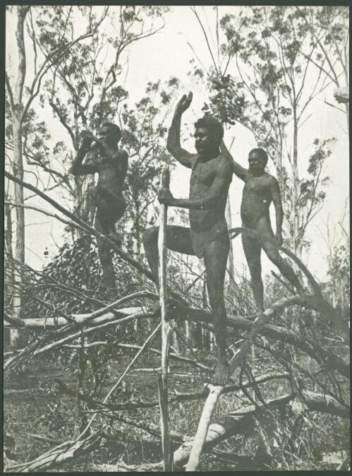 Three Aboriginal men standing on a fallen tree, Australia, ca. 1925 [picture] / E.W. Searle