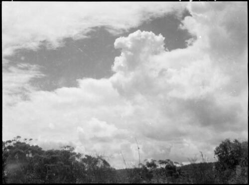 Clouds, with vegetation in the foreground, Australia, ca. 1945 [picture] / E.W. Searle