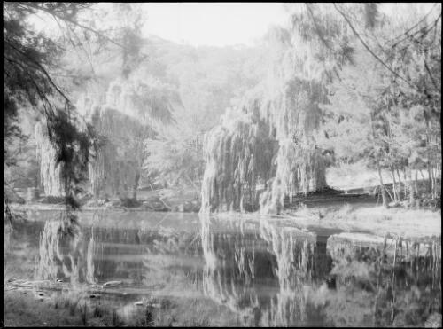 River with casuarina and willow trees on the bank, Australia, ca. 1935 [picture] / E.W. Searle