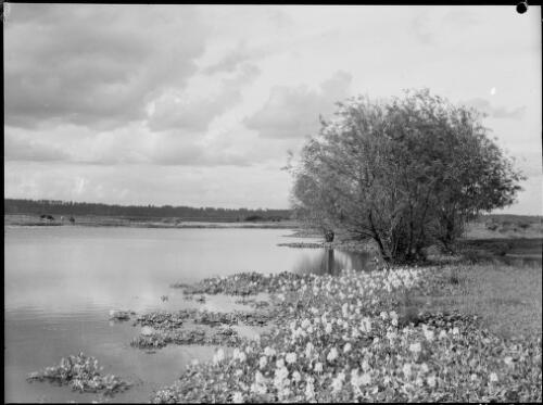 River with flowers in the foreground and horses grazing on the far bank, Australia, ca. 1935 [picture] / E.W. Searle