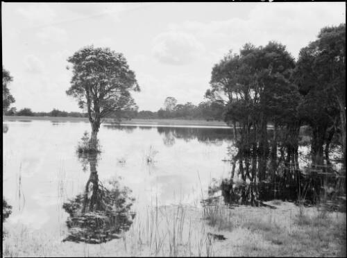 Trees growing in the water with reflections of the opposite bank, Australia, ca. 1935 [picture] / E.W. Searle