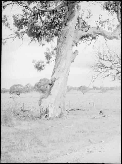 Large old gum tree, Australia, ca. 1935 [picture] / E.W. Searle