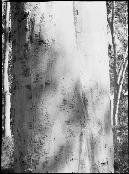 Close view of a scribble gum tree trunk, Australia, ca. 1935 [picture] / E.W. Searle