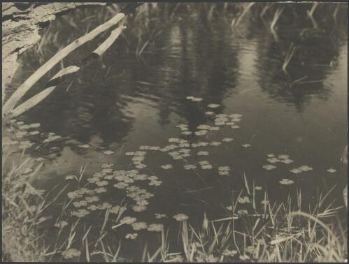 Water lily pads, Australia, ca. 1935 [picture] / E.W. Searle