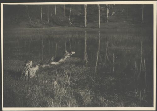Log in a reedy body of water, Australia, ca. 1935 [picture] / E.W. Searle