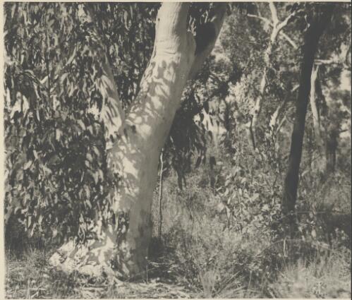 Trunk of a gum tree, Australia, ca. 1935, 1 [picture] / E.W. Searle