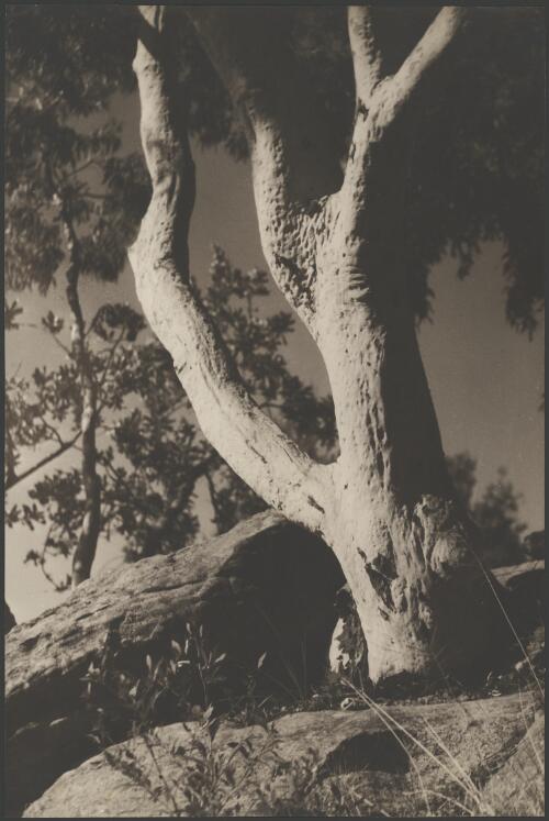 Trunk of a gum tree, Australia, ca. 1935, 3 [picture] / E.W. Searle