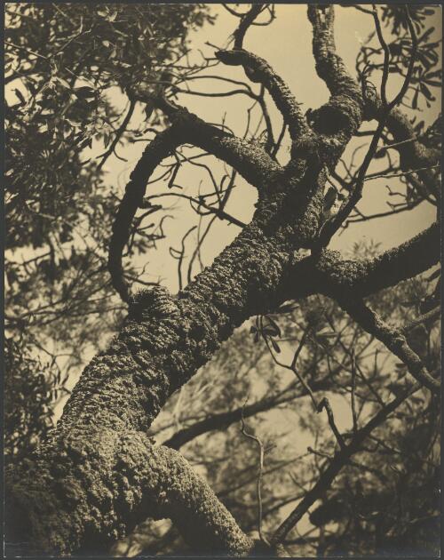 Twisted tree trunk, Australia, ca. 1935 [picture] / E.W. Searle