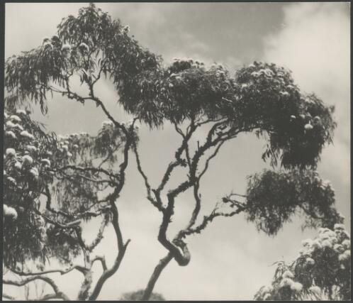 Flowering native tree canopy, Australia, ca. 1935 [picture] / E.W. Searle