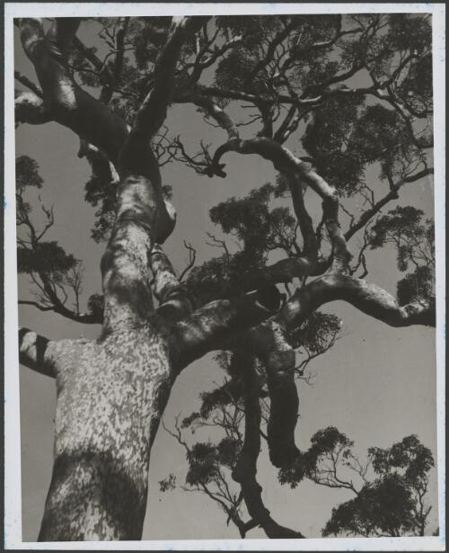 Gnarled tree top, Australia, ca. 1935 [picture] / E.W. Searle