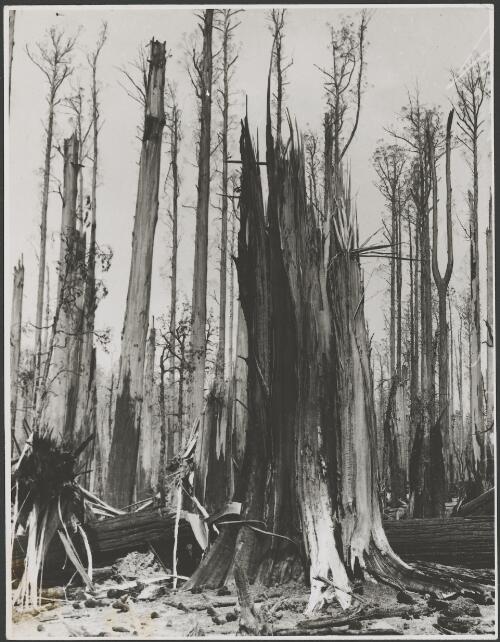 Bushfire damage to a forest, Australia, ca. 1935 [picture] / E.W. Searle
