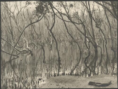 Mangroves and their reflections, Australia, ca. 1935, 3 [picture] / E.W. Searle