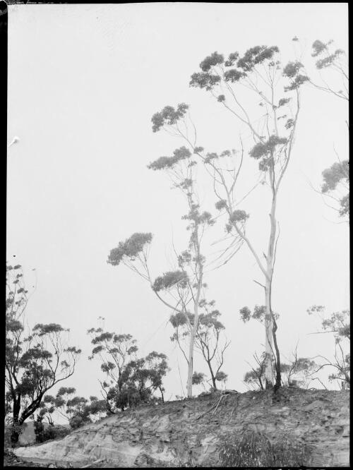 Tall slender trunked trees, Australia, ca. 1935 [picture] / E.W. Searle