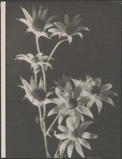 Close view of flannel flowers, Australia, ca. 1935, 1 [picture] / E.W. Searle