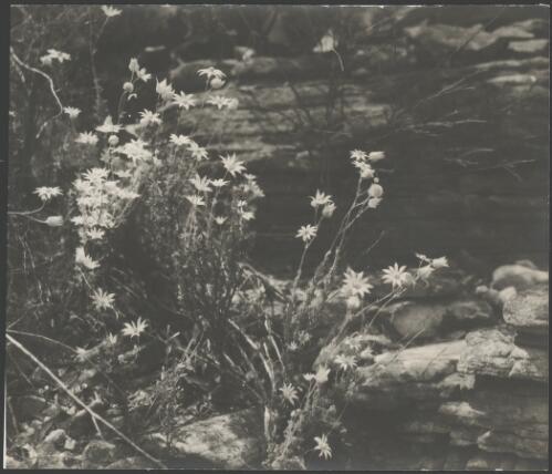 Flannel flowers growing around rock ledges, Australia, ca. 1935 [picture] / E.W. Searle