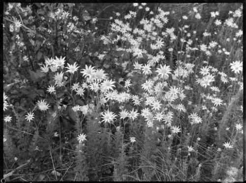 Clump of wildflowers, Australia, ca. 1935, 2 [picture] / E.W. Searle