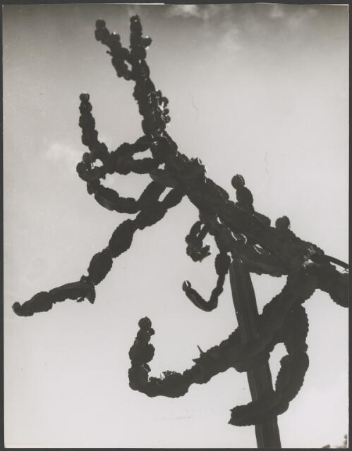 Cactus monstrosa from Peru, ca. 1935, 1 [picture] / E.W. Searle