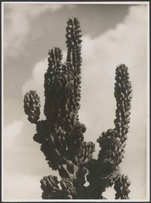 Cactus monstrosa from Peru, ca. 1935, 4 [picture] / E.W. Searle