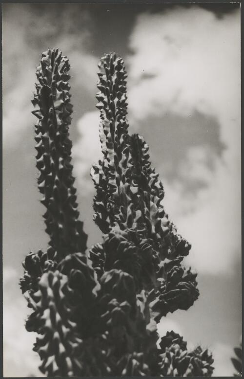 Cereus peruvianus from Peru, ca. 1935, 2 [picture] / E.W. Searle