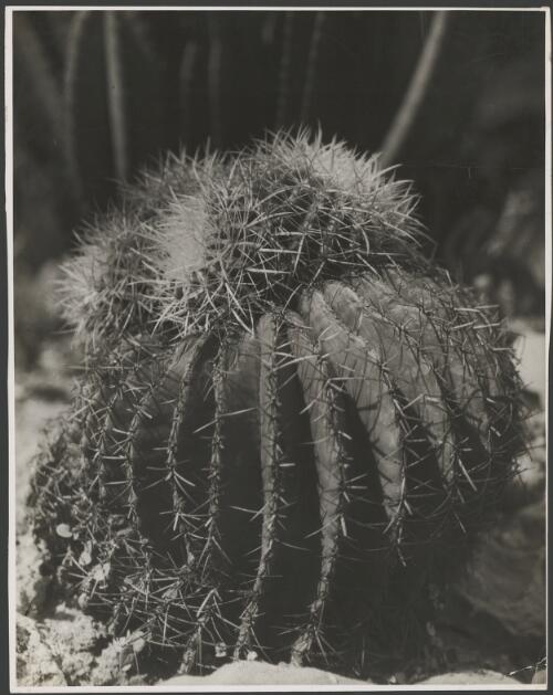 Echinocactus from Mexico, ca. 1935 [picture] / E.W. Searle