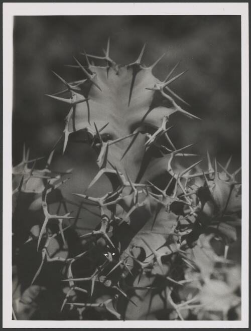 Euphorbia grandicornis from Africa, ca. 1935, 1 [picture] / E.W. Searle