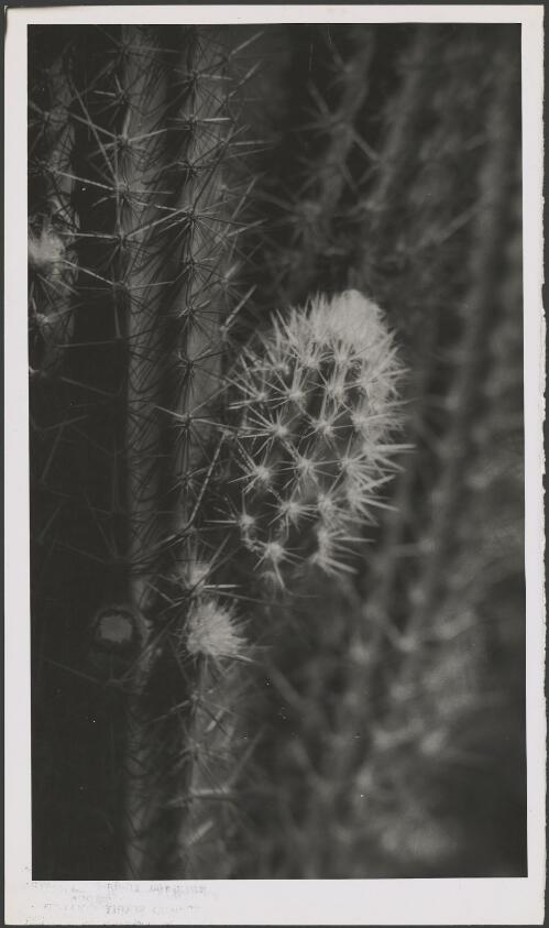 Pilocereus strictus from South America, ca. 1935, 1 [picture] / E.W. Searle