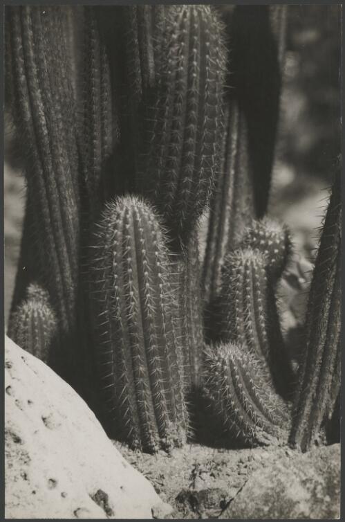Pilocereus strictus from South America, ca. 1935, 2 [picture] / E.W. Searle