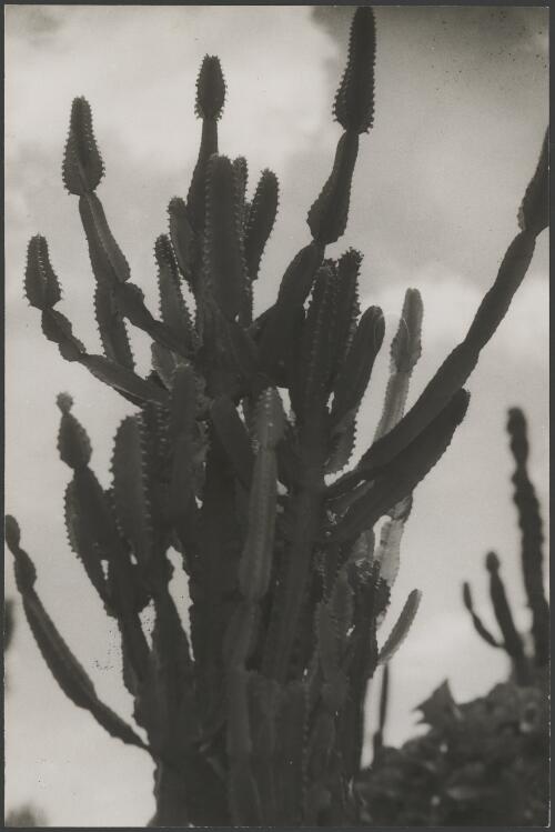 Unknown cactus, ca. 1935, 1 [picture] / E.W. Searle