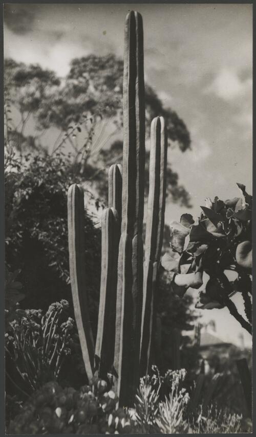Unknown cactus, ca. 1935, 2 [picture] / E.W. Searle