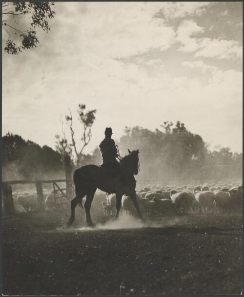 Man on horseback herding sheep through a gate, New South Wales, ca, 1935, 1 [picture] / E.W. Searle