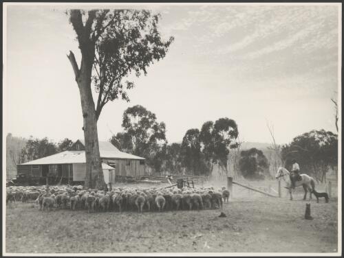Man on horseback herding sheep through a gate, New South Wales, ca, 1935, 2 [picture] / E.W. Searle