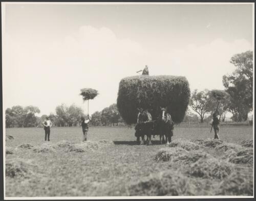 Harvesting lucerne, New South Wales, ca. 1935, 1 [picture] / E.W. Searle