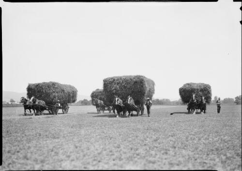 Hay waggons in a paddock, New South Wales, ca. 1935 [picture] / E.W. Searle