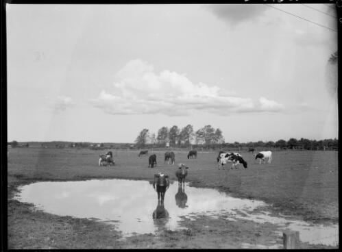 Dairy herd, north coast district, New South Wales, ca. 1935 [picture] / E.W. Searle