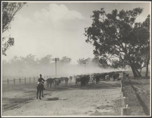 Droving cattle along a road, New South Wales, ca. 1935 [picture] / E.W. Searle
