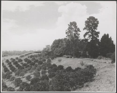 Orchard on the side of a hill with several farm buildings visible, Australia, ca. 1935 [picture] / E.W. Searle