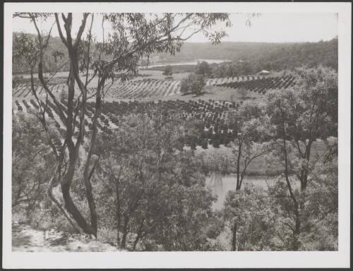 View across a valley, bounded by a river, filled with orchards, Australia, ca. 1935 [picture] / E.W. Searle