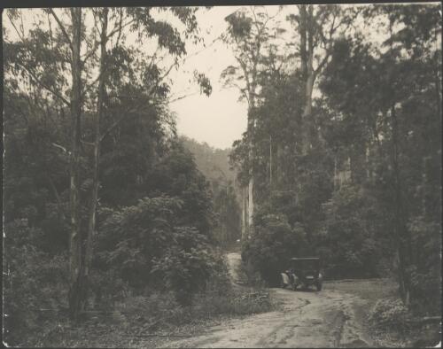 Essex stopped on a dirt road winding through tall timber, Australia, ca. 1930 [picture] / E.W. Searle