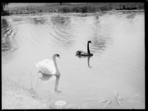 Two swans, New South Wales, ca. 1935, 1 [picture] / E.W. Searle
