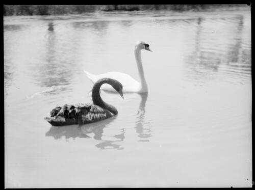 Two swans, New South Wales, ca. 1935, 2 [picture] / E.W. Searle