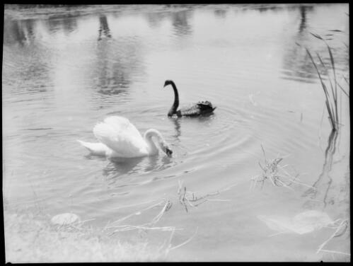 Two swans, New South Wales, ca. 1935, 3 [picture] / E.W. Searle