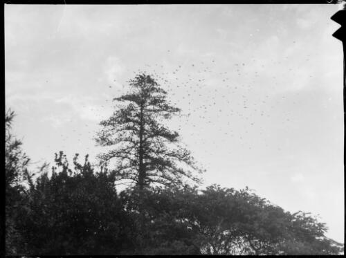 Starlings at roosting time, Australia, ca. 1935, 1 [picture] / E.W. Searle