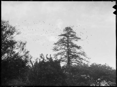 Starlings at roosting time, Australia, ca. 1935, 2 [picture] / E.W. Searle