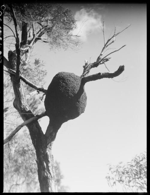 Wasp nest in a tree, Australia, ca. 1935 [picture] / E.W. Searle