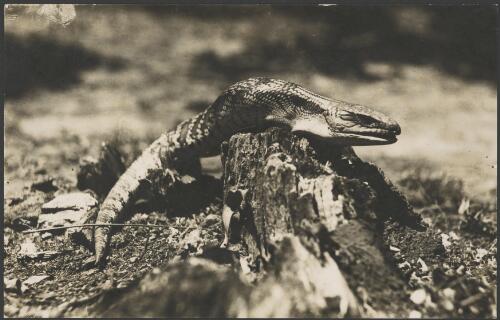 Lizard on a tree stump, Australia, ca. 1935 [picture] / E.W. Searle