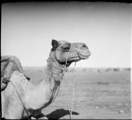 Close view of a camel's  head and neck, Hermannsburg Mission, Finke River, Northern Territory, 1947, 1 [picture] / E.W. Searle