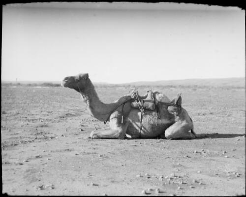 Seated camel, Hermannsburg Mission, Finke River, Northern Territory, 1947 [picture] / E.W. Searle